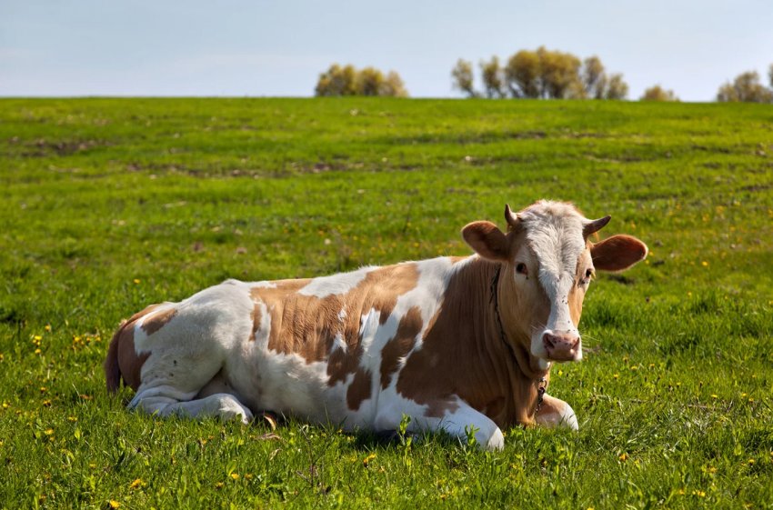 В Ірландії зростання поголів'я молочної худоби починає сповільнюватися В Ірландії зростання поголів'я молочної худоби починає сповільнюватися