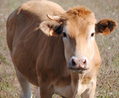 В Ірландії зростання поголів'я молочної худоби починає сповільнюватися 