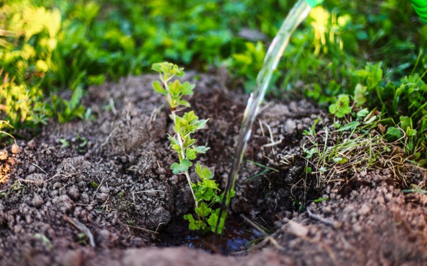 Полив агрусу