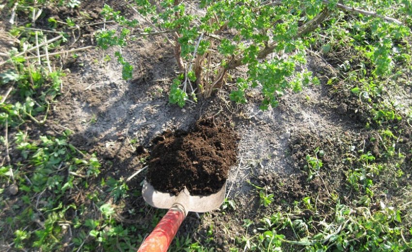 Підживлення агрусу