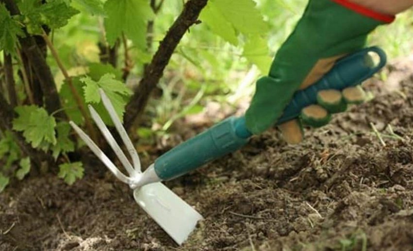 Розпушування грунту під кущем