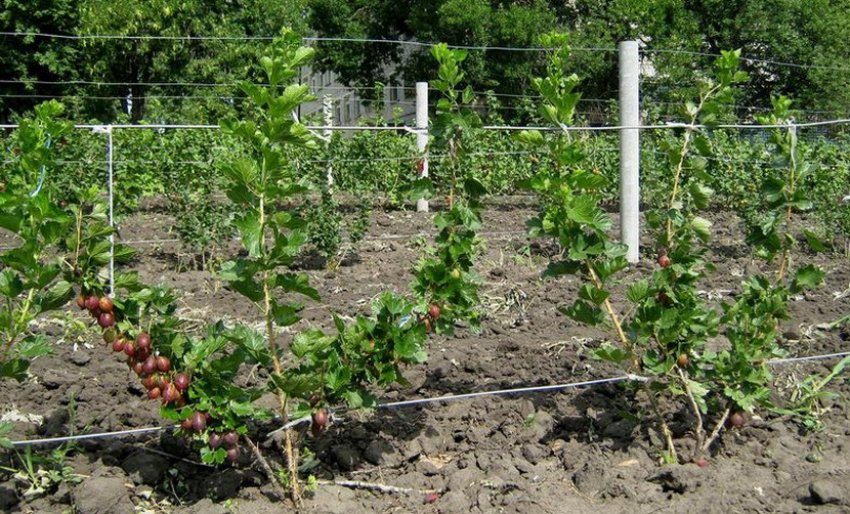 Підв'язка на шпалери