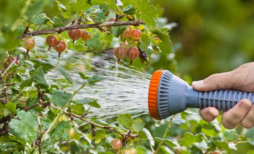 Захист від шкідників