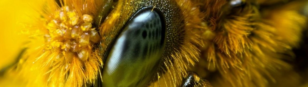 На Волині масово гинуть бджоли