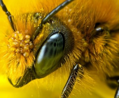 На Волині масово гинуть бджоли