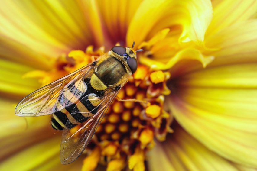 На Волині масово гинуть бджоли На Волині масово гинуть бджоли