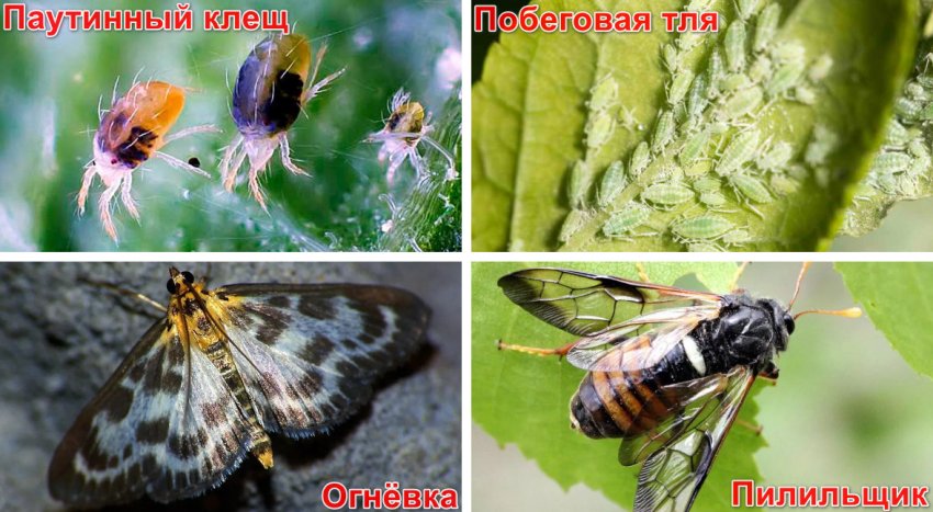 Шкідники агрусу Шкідники агрусу