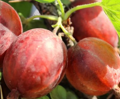 Пізній агрус сорти Садко: зовнішній вигляд і основні характеристики