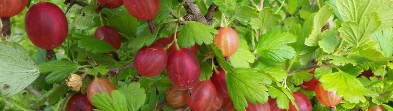 Агрус Машенька: характеристика, особливості вирощування і розмноження