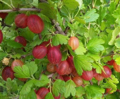 Агрус Машенька: характеристика, особливості вирощування і розмноження
