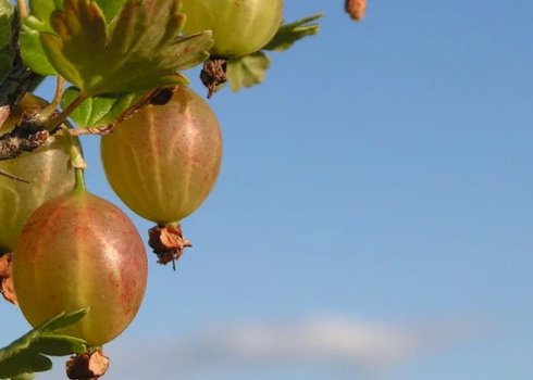 Весенняя обработка (опрыскивание) крыжовника от вредителей и болезней: способы, препараты, сроки