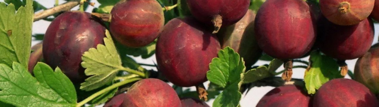 Агрус Куйбишевський: характеристика, особливості вирощування і розмноження