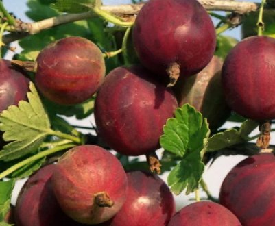 Агрус Куйбишевський: характеристика, особливості вирощування і розмноження