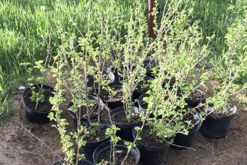 Саджанці агрусу в горщиках Саджанці агрусу в горщиках