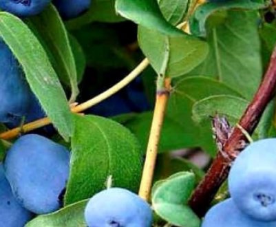 Характеристика та особливості вирощування сорти жимолості Тундра
