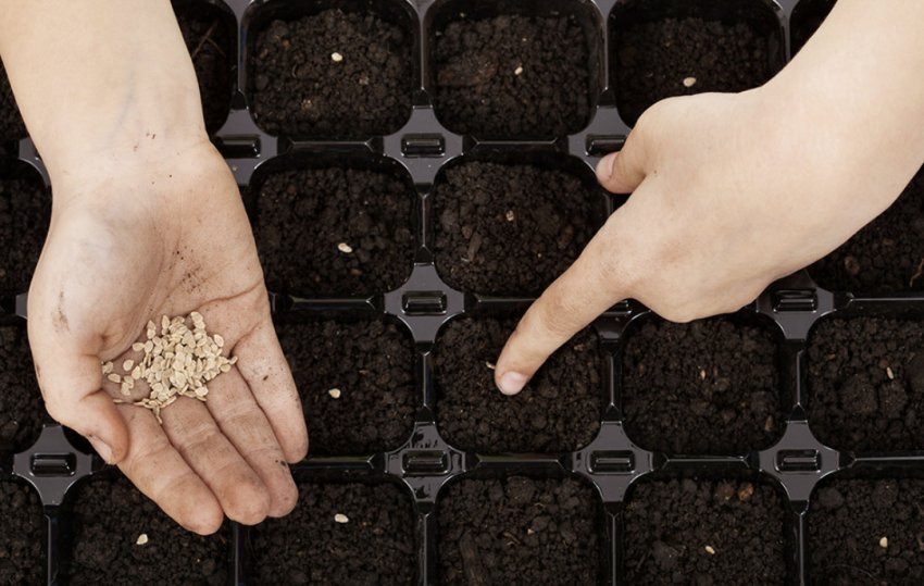 Посів насіння Посів насіння