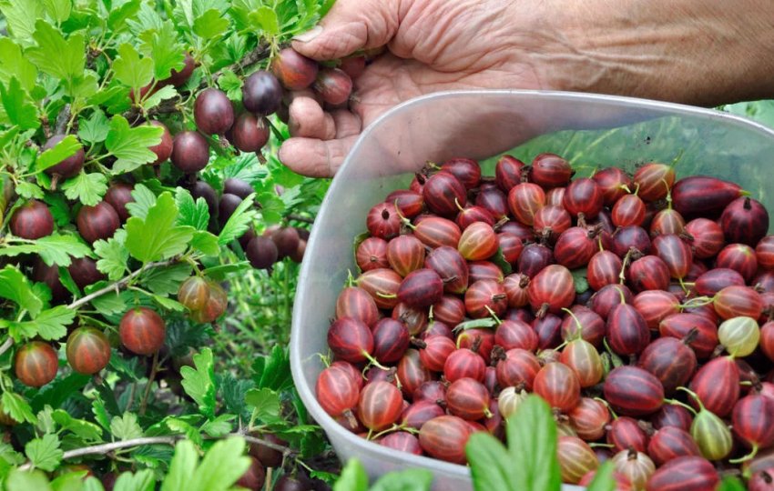 Урожай агрусу Урожай агрусу