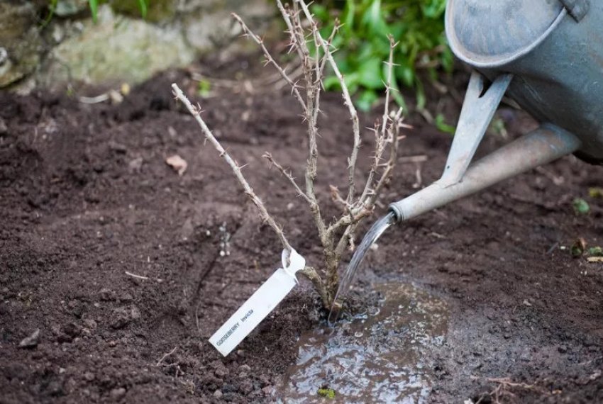 Полив агрусу Полив агрусу