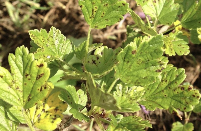 Септоріоз агрусу Септоріоз агрусу