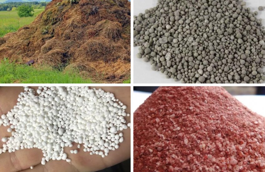 Підживлення Підживлення