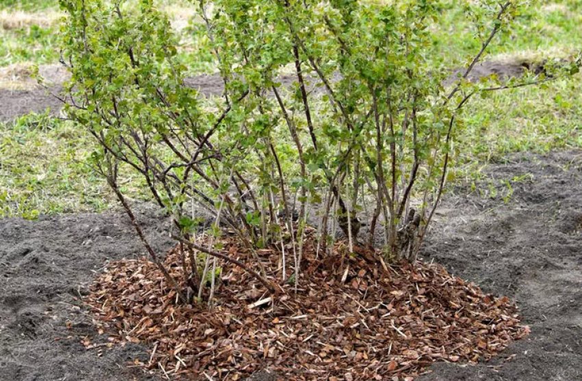 Мульчування агрусу Мульчування агрусу