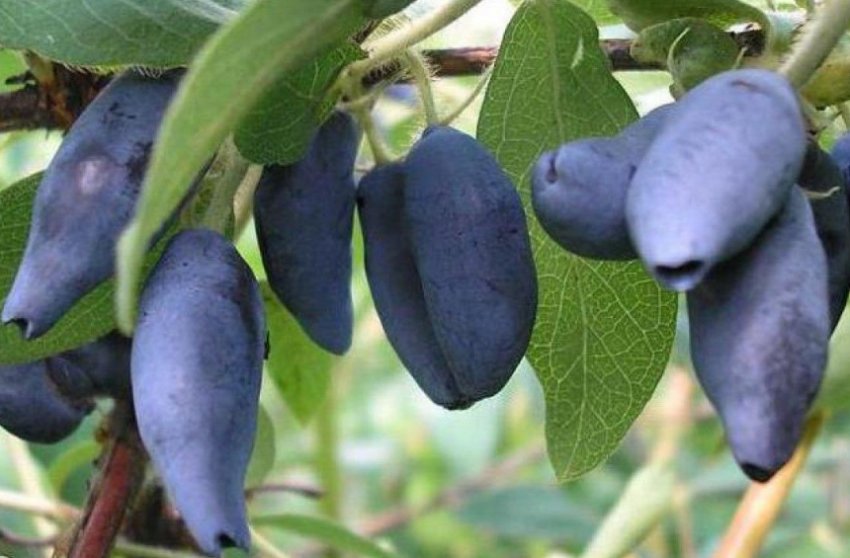 Жимолость Тундра