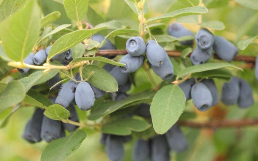 Жимолость Тундра