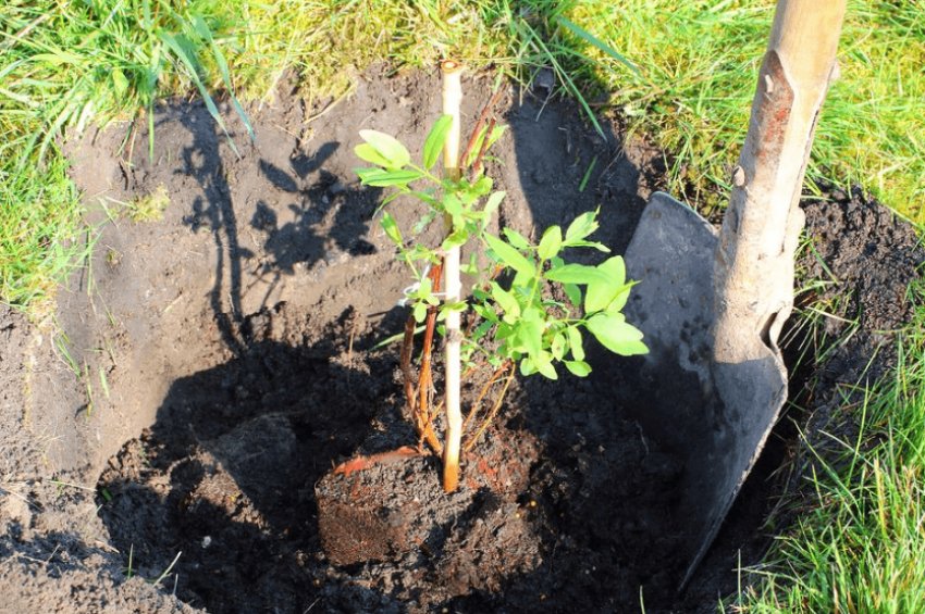 Посадка жимолості