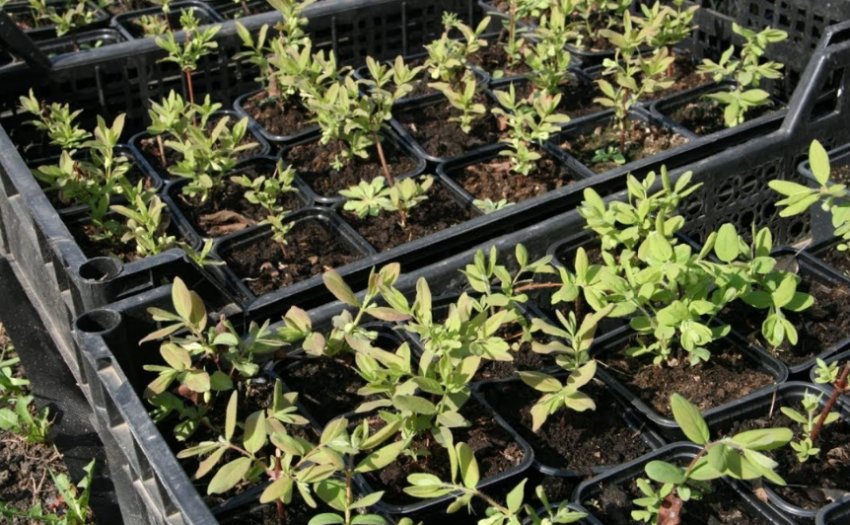 Розмноження живцями