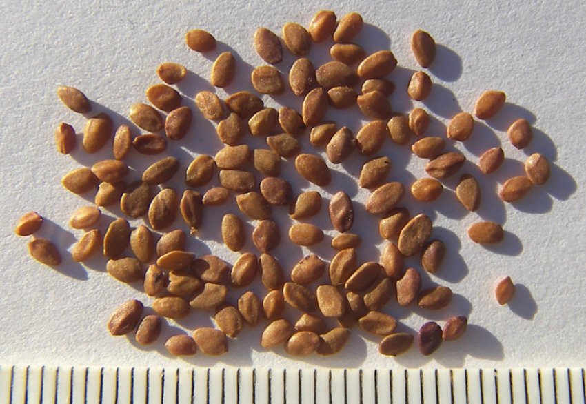 Насіння жимолості