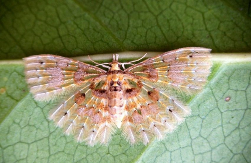 Жимолостная пальцекрылка