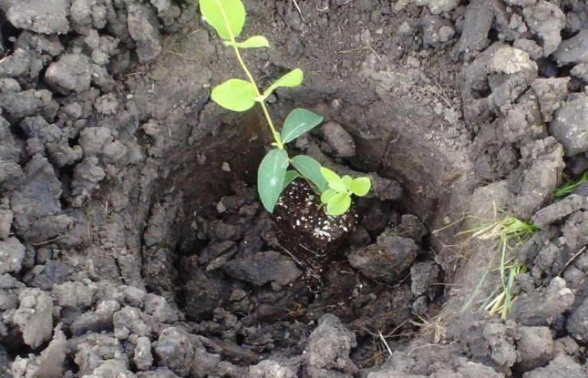 Саджанець жимолості для посадки