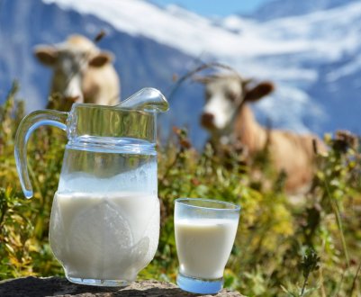 Чому в корови гірчить молоко?