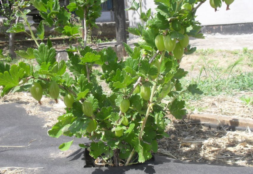 Сажанці агрусу