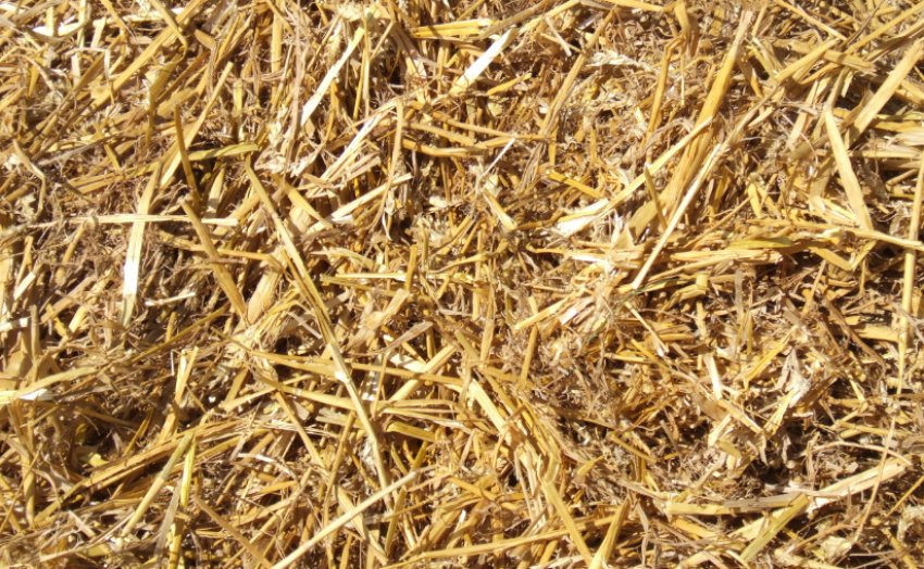 Мульчування соломою