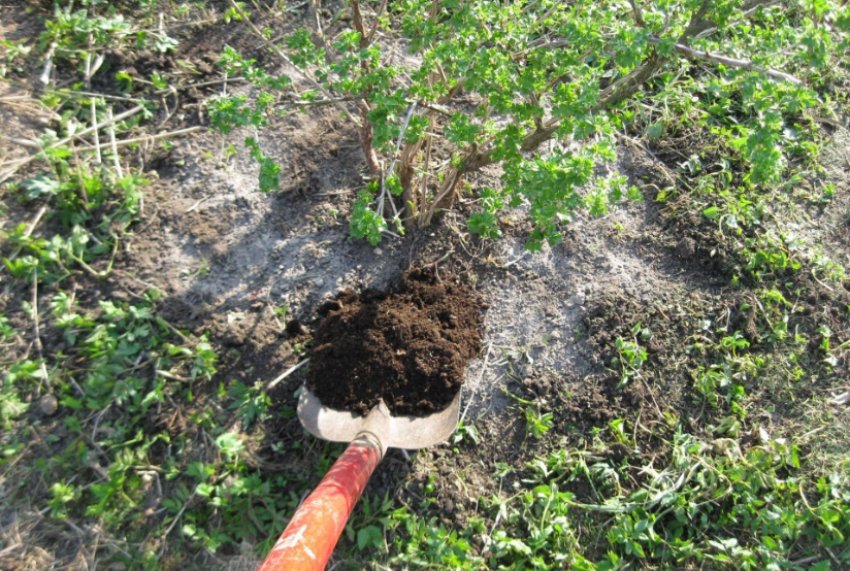 Підживлення агрусу