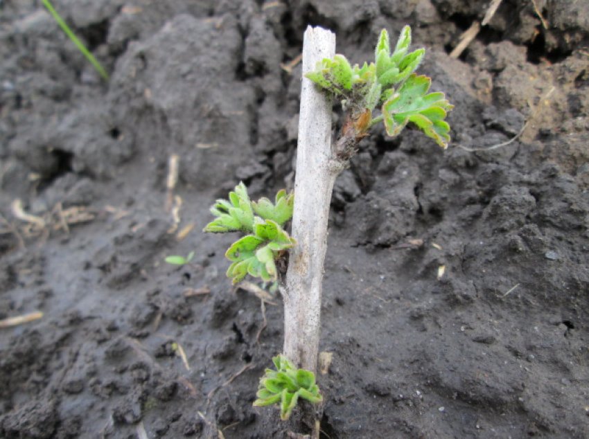 Живцювання