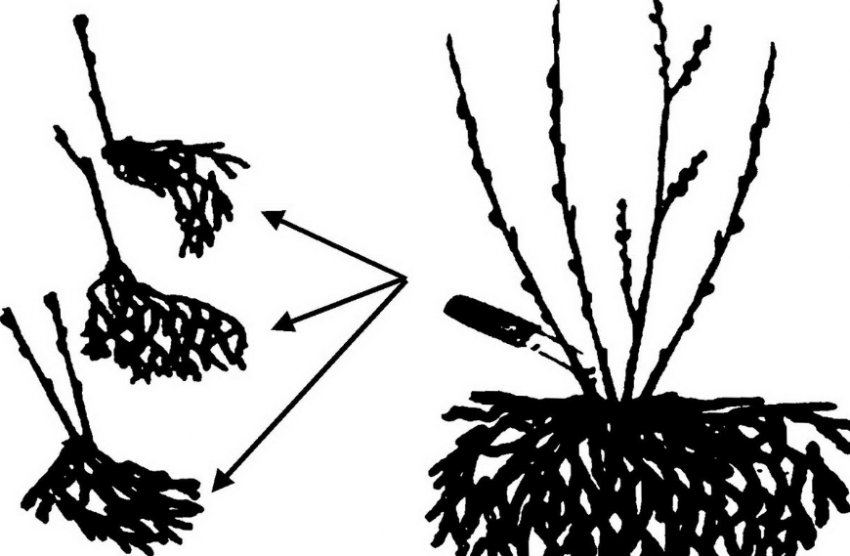 Ділення куща