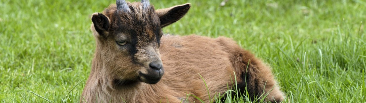 Бруцельоз атакував хабаровський кіз