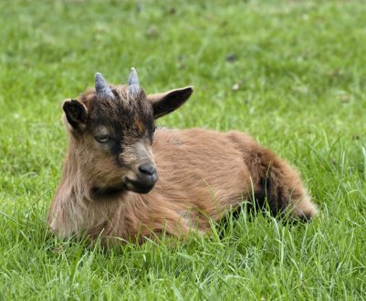 Бруцельоз атакував хабаровський кіз