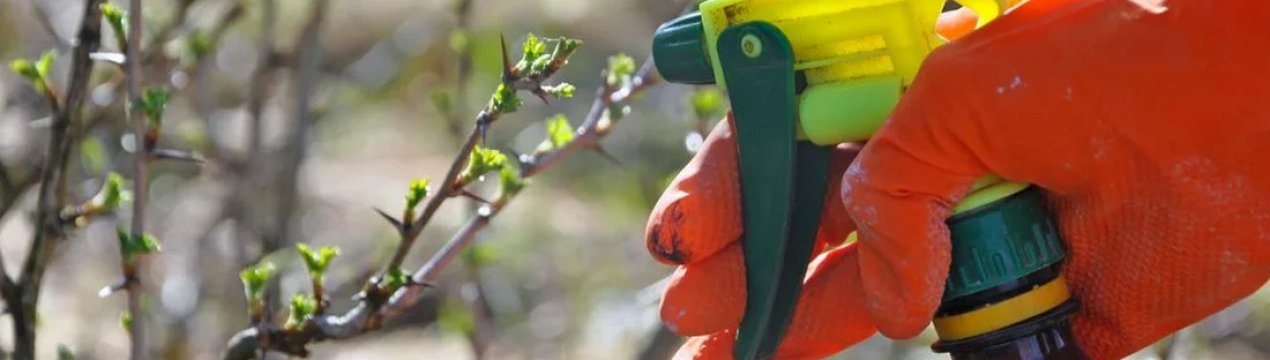 Обробка агрусу содою від борошнистої роси