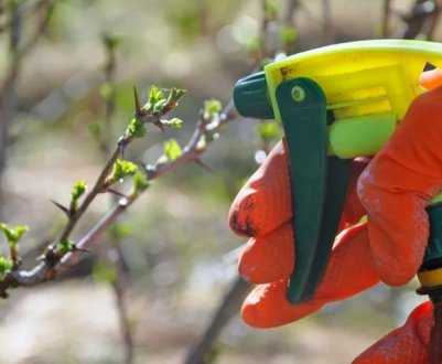 Обробка агрусу содою від борошнистої роси