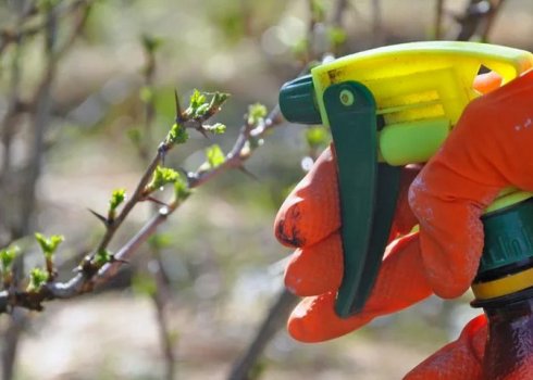 Обробка агрусу содою від борошнистої роси