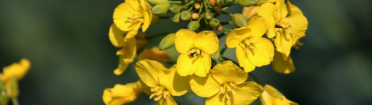 Хмельницькі аграрії прогнозують врожайність ріпаку на рівні не менше 4 тонн з гектара