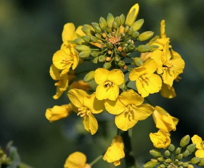 Хмельницькі аграрії прогнозують врожайність ріпаку на рівні не менше 4 тонн з гектара