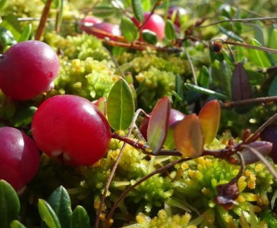 Як і де росте журавлина