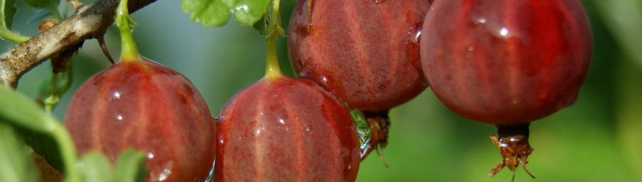 Агрус Каптиватор: характеристика, особливості вирощування, розмноження