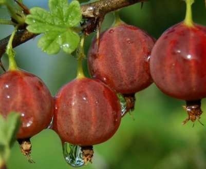 Агрус Каптиватор: характеристика, особливості вирощування, розмноження