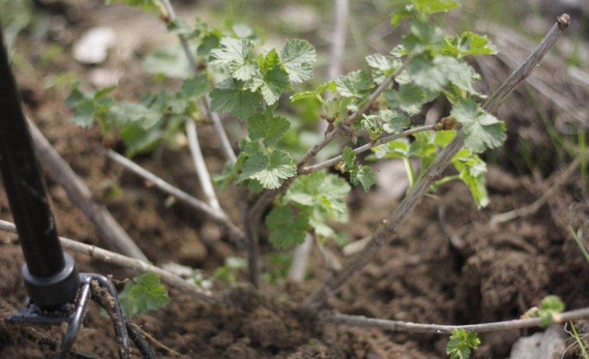 Розпушування грунту