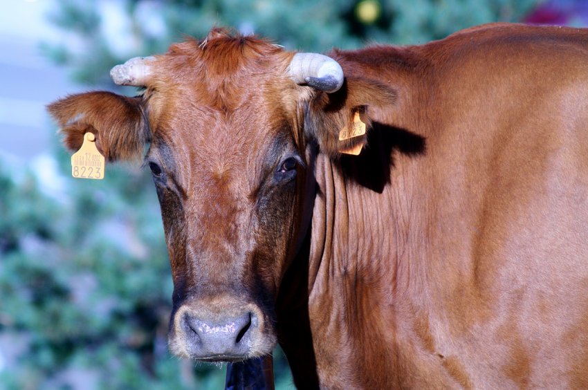 На корм для корів виділили більше сорока мільйонів рублів в надії на «молочні припливи» На корм для корів виділили більше сорока мільйонів рублів в надії на «молочні припливи»